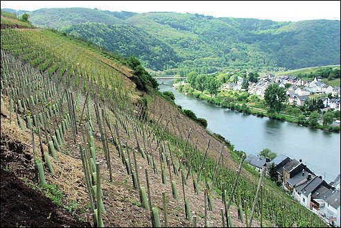Wijnranken langs de Moezel in Zell
