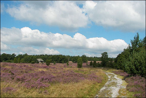 Lüneburger Heide